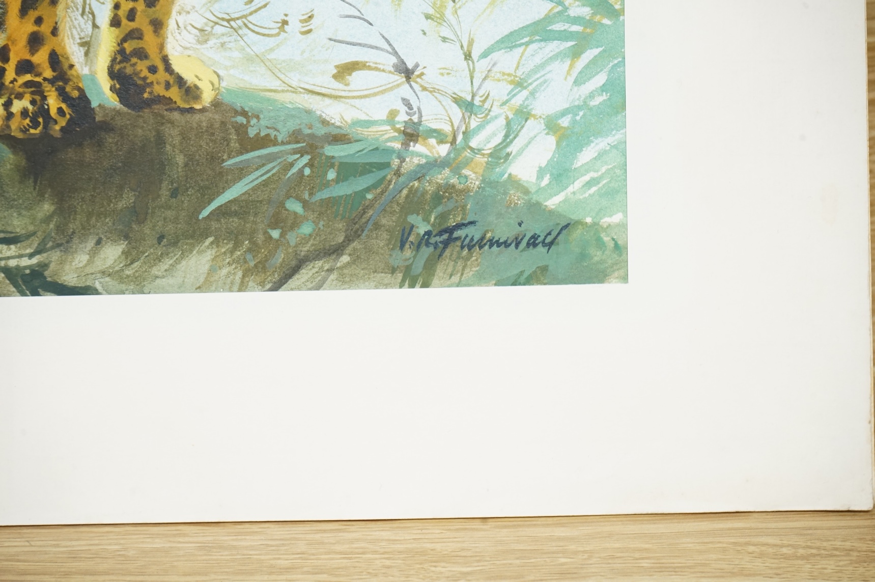V. R. Furnivall, Study of a leopard on a branch, signed, mixed media and gouache, 29 x 39cm, mounted, unframed